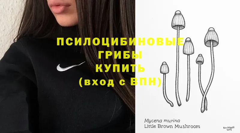 KRAKEN tor  Дегтярск  Псилоцибиновые грибы MAGIC MUSHROOMS 